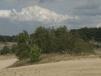 NL, Noord-Brabant, Heusden, Loonse en Drunense Duinen 23, Saxifraga-Marijke Verhagen